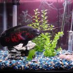A Casino Database Gets Hacked Through a Smart Fish Tank Thermometer